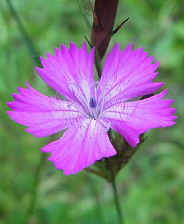dianthus-carthusianorume280a6er-nelke__gc3bcnther-blaich_1-8285715